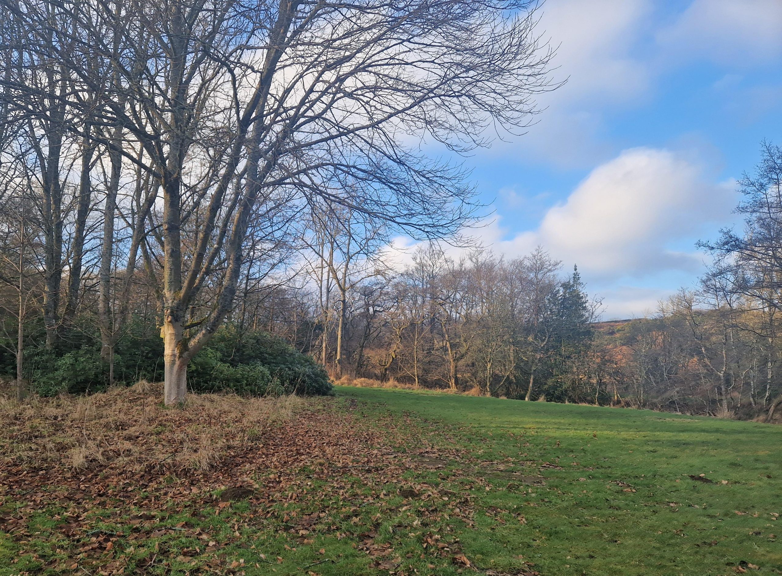 Photo of Nunnykirk site showing a grass area surrounded by woodland